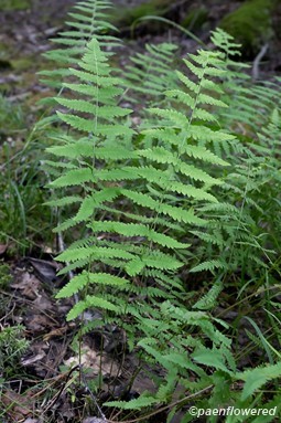 Plant form